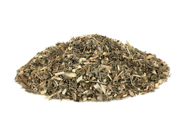istock Southernwood Herb Herbal Medicine 1263143253