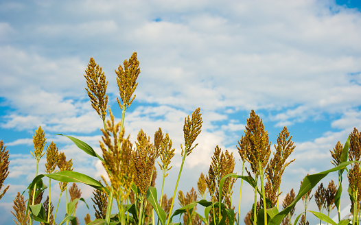 Millet  or sorghum field with sky and clouds as background.