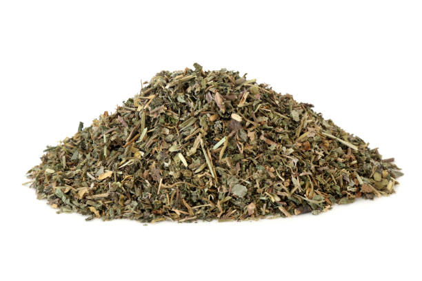 istock Ground Ivy Herb Herbal Medicine 1263143296