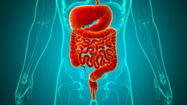 istock Human Digestive System Anatomy For Medical Concept 3D 1263144199