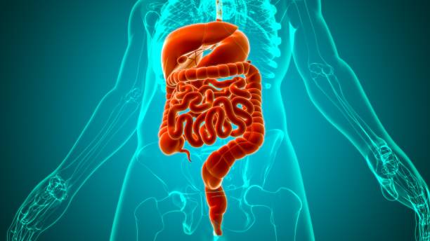 istock Human Digestive System Anatomy For Medical Concept 3D 1263144207