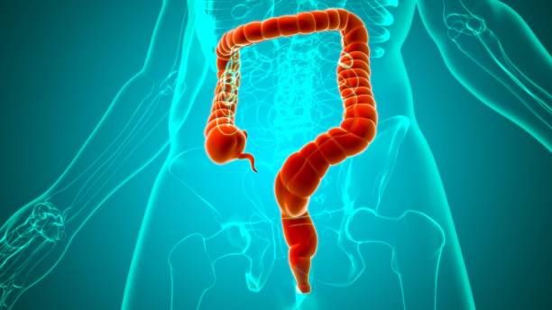 istock Large Intestine 3D Illustration Human Digestive System Anatomy 1263144261
