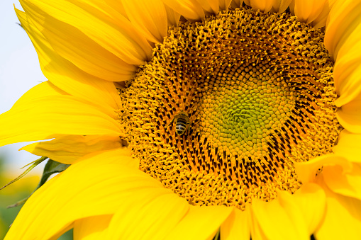 annual sunflower with yellow petals on an agricultural field, closeup of Sunny flowers