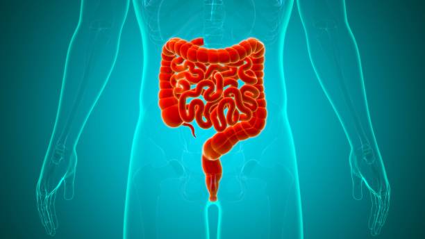 istock Small and large Intestine 3D Illustration Human Digestive System Anatomy 1263144446
