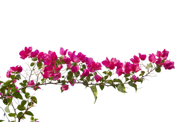 istock Bougainvilleas isolated on white background. Paper flower .  Save with Clipping path . 1263144599