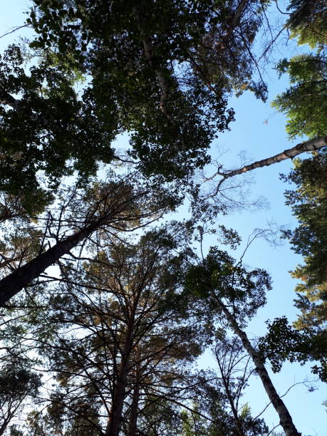 vista inferiore del pino misto corona albero foresta sullo sfondo cielo estivo - pine pine tree tree branch foto e immagini stock
