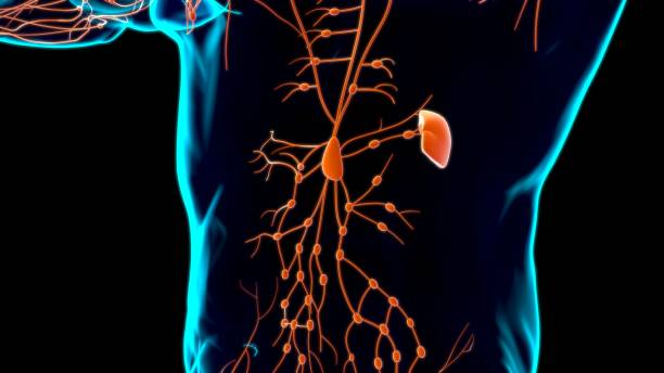 istock Human Lymph Nodes Anatomy For Medical Concept 3D 1263144717