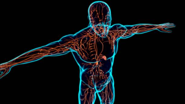 istock Human Lymph Nodes Anatomy For Medical Concept 3D 1263145224