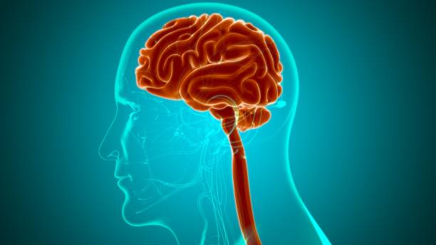 istock Human Brain Anatomy For Medical Concept 3D 1263145336