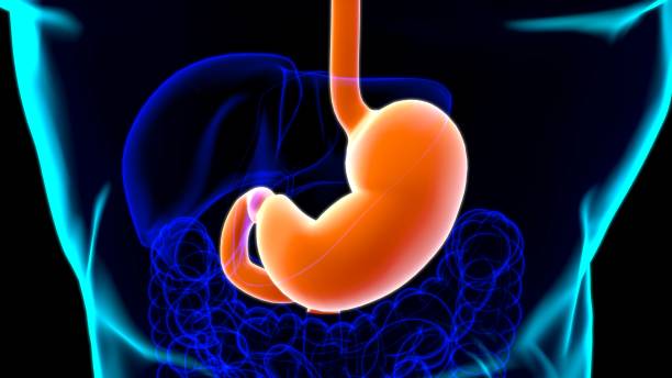 istock Stomach Anatomy Human Digestive System For Medical Concept 3D 1263145397