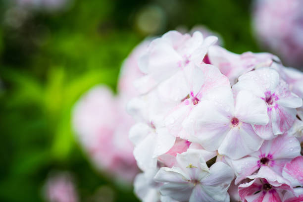 Blooming phlox in the garden. Shallow depth of field.