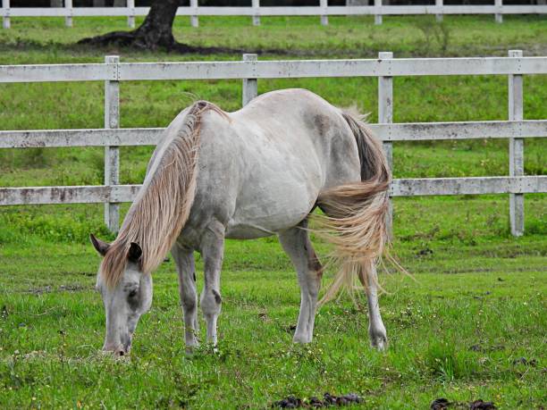 istock Gray Horse (Equus ferus caballus) grazing in a field 1263145536