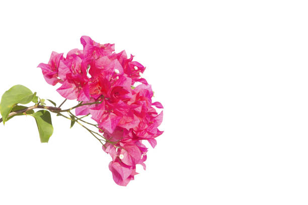 istock Bougainvilleas isolated on white background. Paper flower .  Save with Clipping path . 1263146361