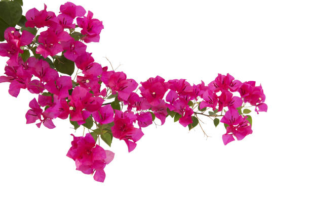 istock Bougainvilleas isolated on white background. Paper flower .  Save with Clipping path . 1263146420