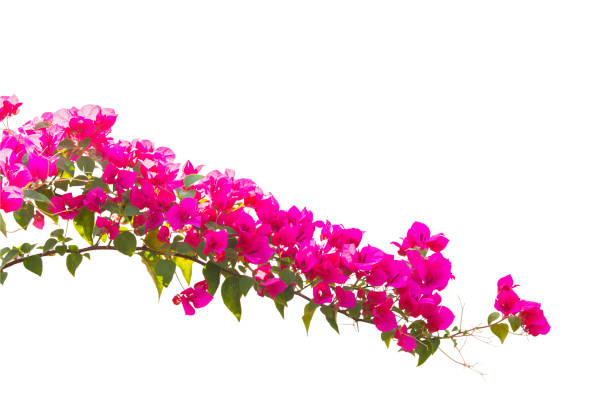 istock Bougainvilleas isolated on white background. Paper flower .  Save with Clipping path . 1263146502