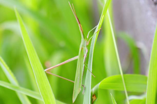 восточная длинноголовый саранча (syoryo batta) - giant grasshopper стоковые фото и изображения