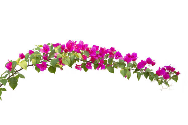 istock Bougainvilleas isolated on white background. Paper flower .  Save with Clipping path . 1263148391