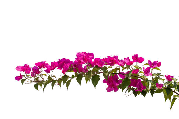 istock Bougainvilleas isolated on white background. Paper flower .  Save with Clipping path . 1263148407
