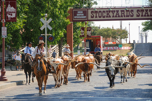 Fort Worth, Texas - September 2009: A herd of cattle parading through the Fort Worth Stockyards accompanied by cowboys on horseback