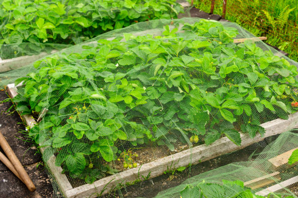 istock Farm beds with strawberry bushes covered with net from stealing berries by birds 1263154036