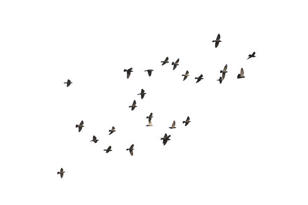 istock Flocks of flying pigeons isolated on white background. Save with clipping path. 1263154119