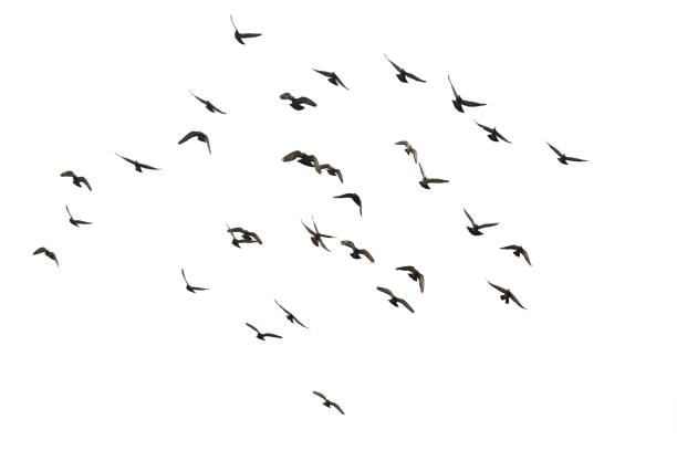 istock Flocks of flying pigeons isolated on white background. Save with clipping path. 1263154125