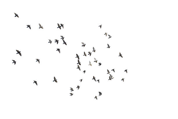istock Flocks of flying pigeons isolated on white background. Save with clipping path. 1263154143