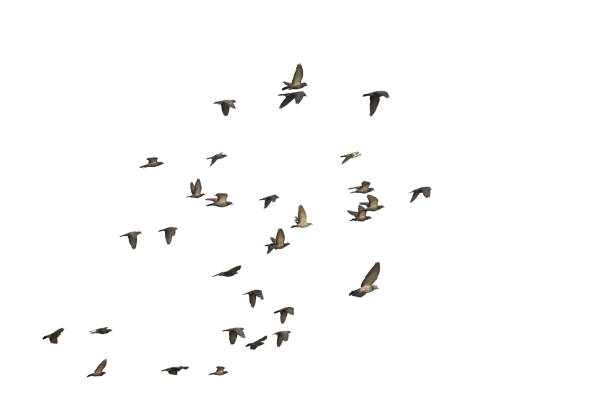 istock Flocks of flying pigeons isolated on white background. Save with clipping path. 1263154159