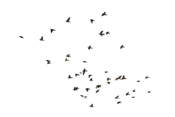 istock Flocks of flying pigeons isolated on white background. Save with clipping path. 1263154175
