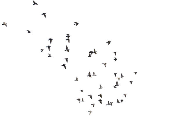 istock Flocks of flying pigeons isolated on white background. Save with clipping path. 1263154183