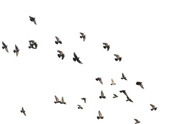 istock Flocks of flying pigeons isolated on white background. Save with clipping path. 1263154212