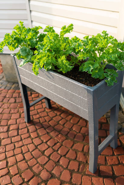 Kale and spinach grown in a raised bed stock photo