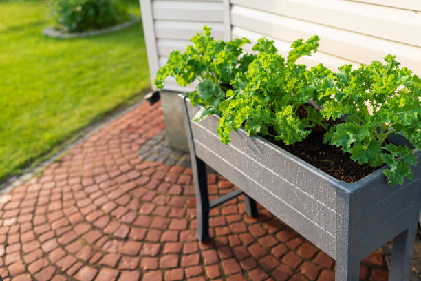 istock Kale and spinach grown in a raised bed 1263154342