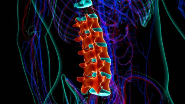 human skeleton vertebral column lumbar vertebrae anatomy - thoracic vertebrae lumbar vertebra cervical vertebrae sacrum imagens e fotografias de stock