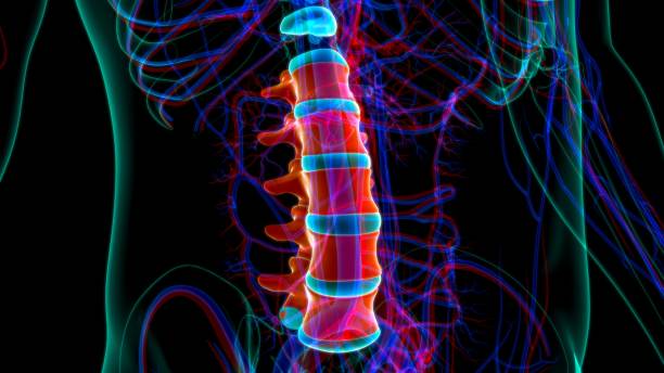 human skeleton vertebral column lumbar vertebrae anatomy - thoracic vertebrae lumbar vertebra cervical vertebrae sacrum imagens e fotografias de stock