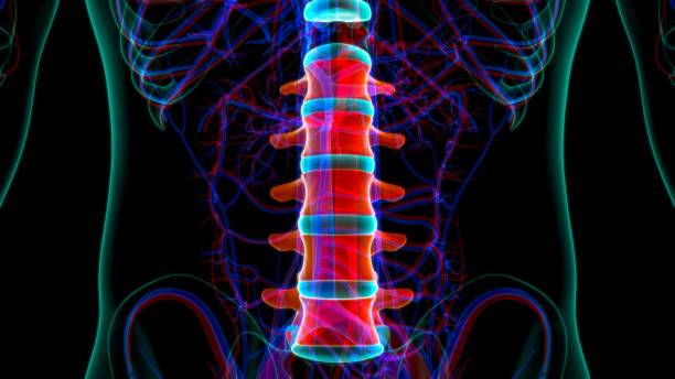 human skeleton vertebral column lumbar vertebrae anatomy - thoracic vertebrae lumbar vertebra cervical vertebrae sacrum imagens e fotografias de stock