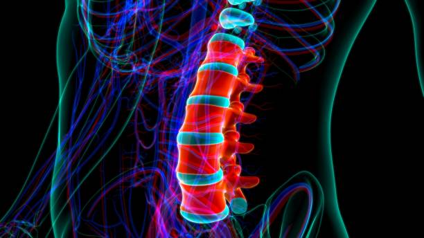 human skeleton vertebral column lumbar vertebrae anatomy - thoracic vertebrae lumbar vertebra cervical vertebrae sacrum imagens e fotografias de stock