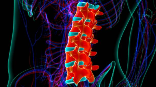 human skeleton vertebral column lumbar vertebrae anatomy - thoracic vertebrae lumbar vertebra cervical vertebrae sacrum imagens e fotografias de stock