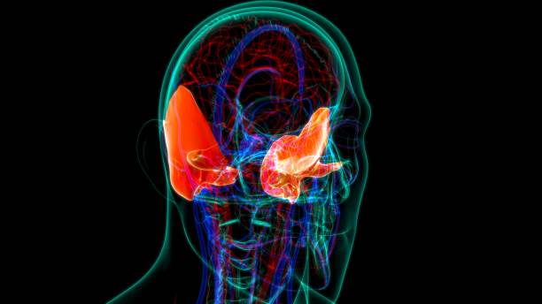istock Human Skeleton Skull Temporal Bone Anatomy For Medical Concept 1263155810