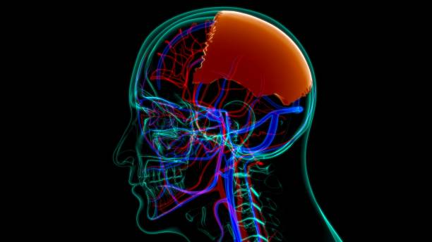 istock Human Skeleton Skull Parietal Bone Anatomy For Medical Concept 1263155824