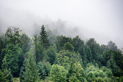 Misty foggy mountain landscape with fir forest and copyspace in vintage retro hipster style