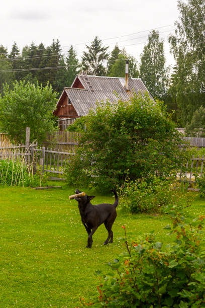 Black shepherd dog on green lawn having fun with a stick in his teeth