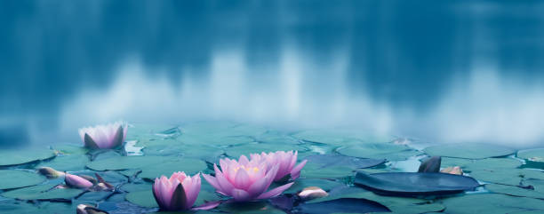 beautiful water lily idyll on smooth water surface, blurred summer nature background for wellness concept - lily pad bloom imagens e fotografias de stock