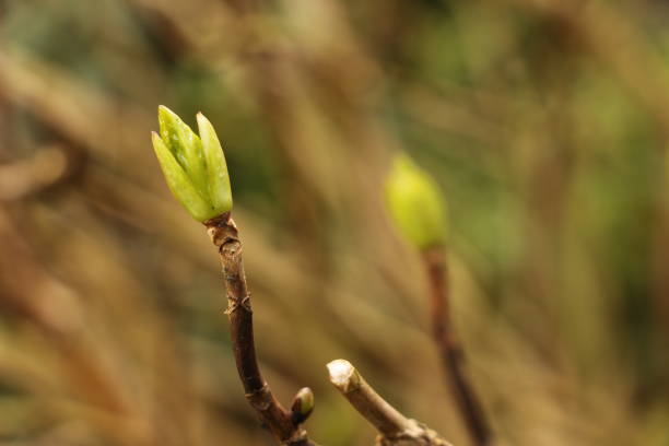 istock Spring awakening in the garden 1263163943