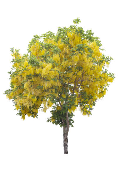 istock Beautiful yellow flower  isolate on white background. Save with clipping path. 1263163947