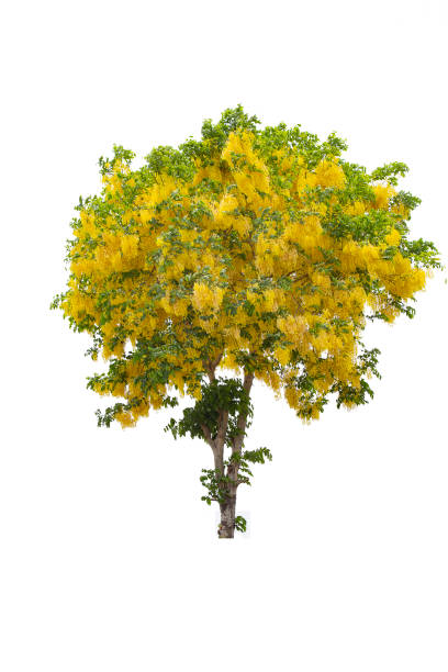 istock Beautiful yellow flower  isolate on white background. Save with clipping path. 1263163975
