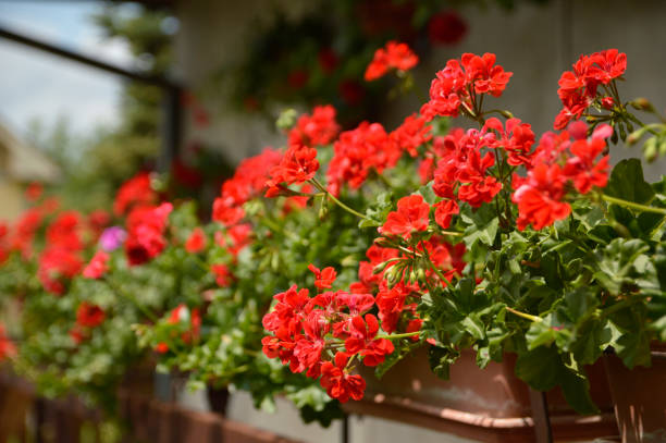 istock red blooming geraniums on the balcony in sunlight 1263164000