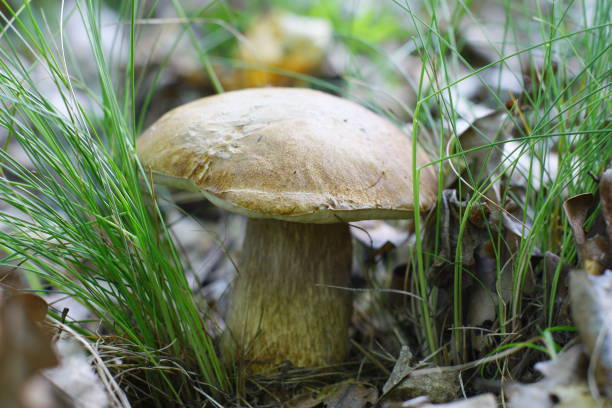 istock one Boletus edulis mushroom 1263164247