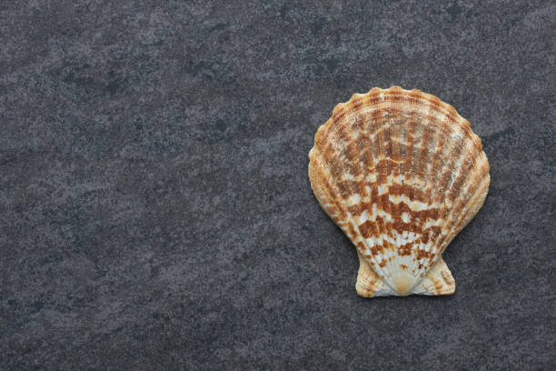 Free picture: sea, shell, dark, background