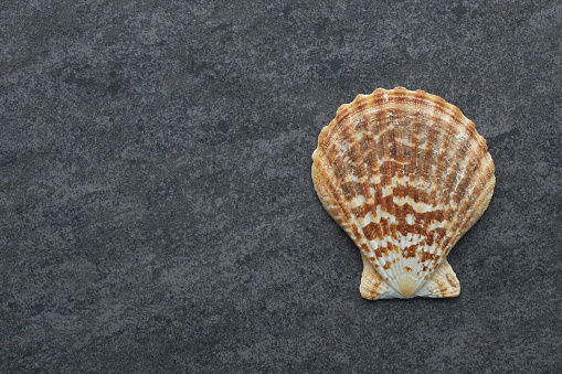 Large Ocean Snail Shell